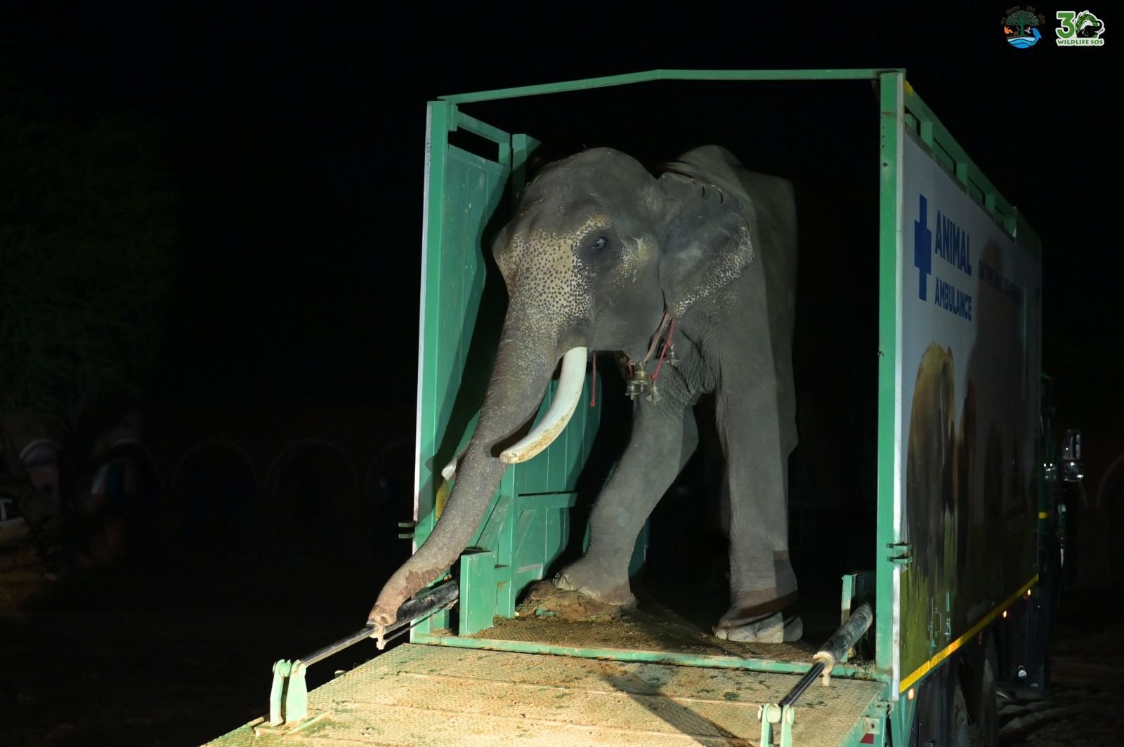 Veer the disabled elephant rescued by Uttar Pradesh Forest Department and Wildlife SOS at Mathura Elephant Care Center
