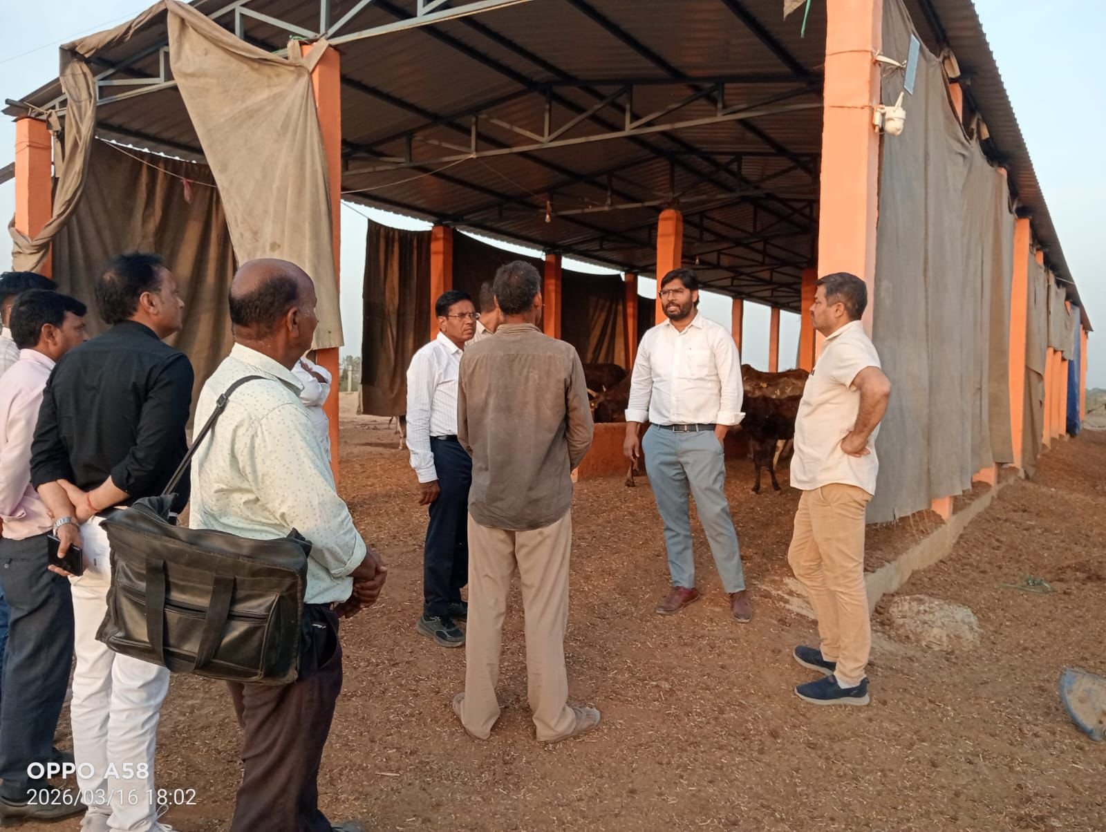 Dead cows at Madayna Gaushala, Fatehabad, Tehsildar inspection conducted