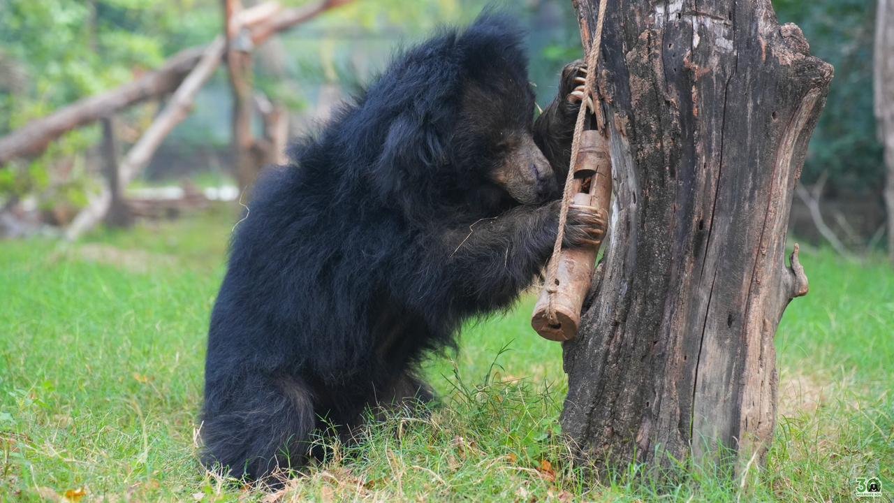 Chameli the rescued sloth bear at Agra Bear Rescue Center who died at age 35 after decades of care